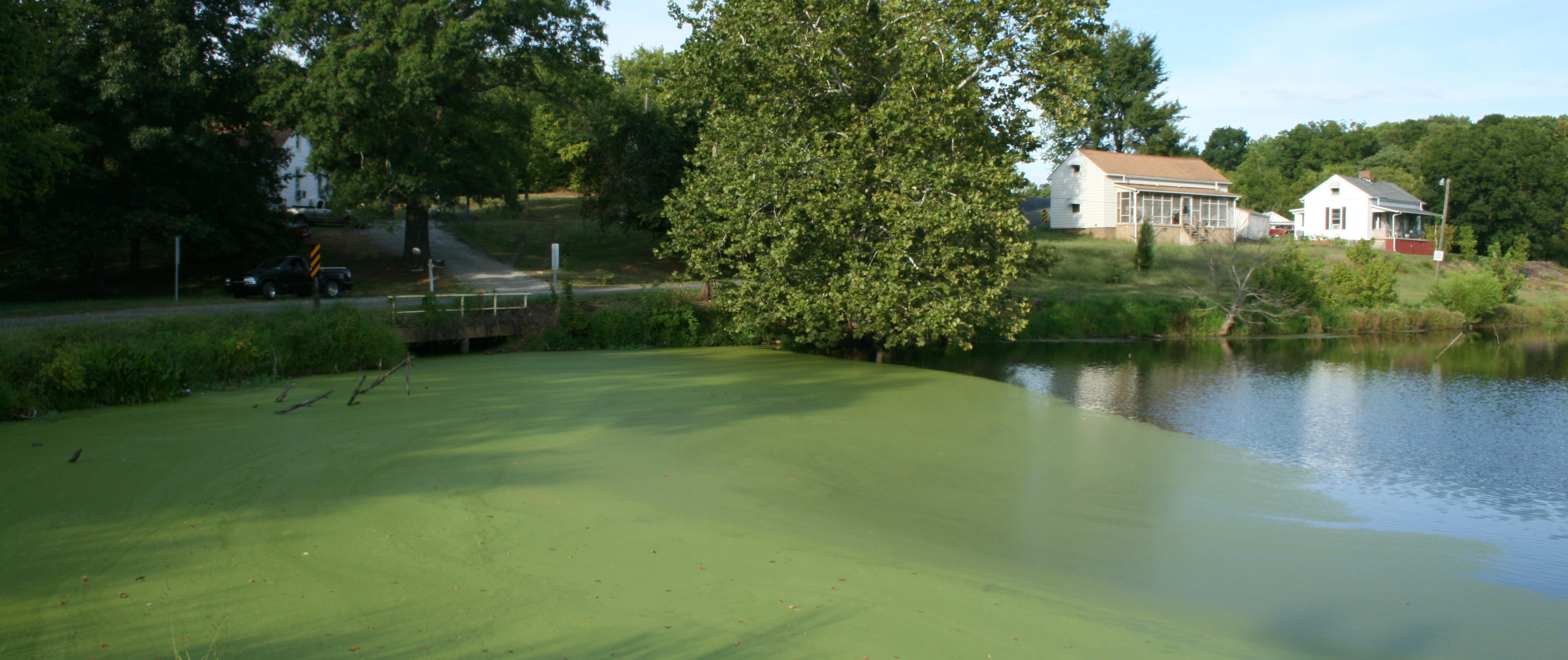 Algae blooming in pond near white house