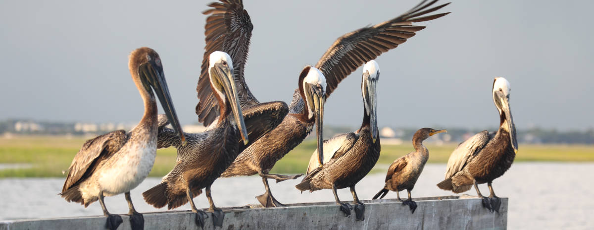 Pelican Family Portrait