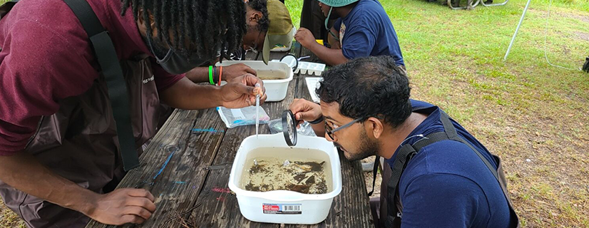 A male volunteer is using magnifying glass to look at macroinvertebrates from nearby waters